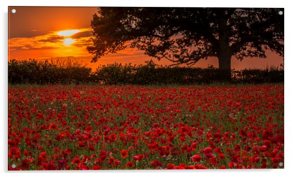 Poppies at Sunset Acrylic by Chantal Cooper
