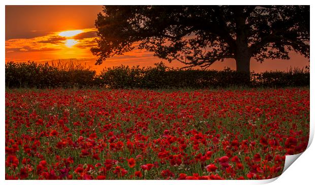 Poppies at Sunset Print by Chantal Cooper