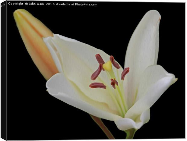 White Lily and Bud (Digital Art) Canvas Print by John Wain
