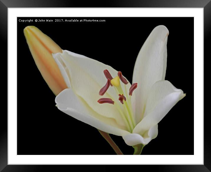 White Lily and Bud (Digital Art) Framed Mounted Print by John Wain