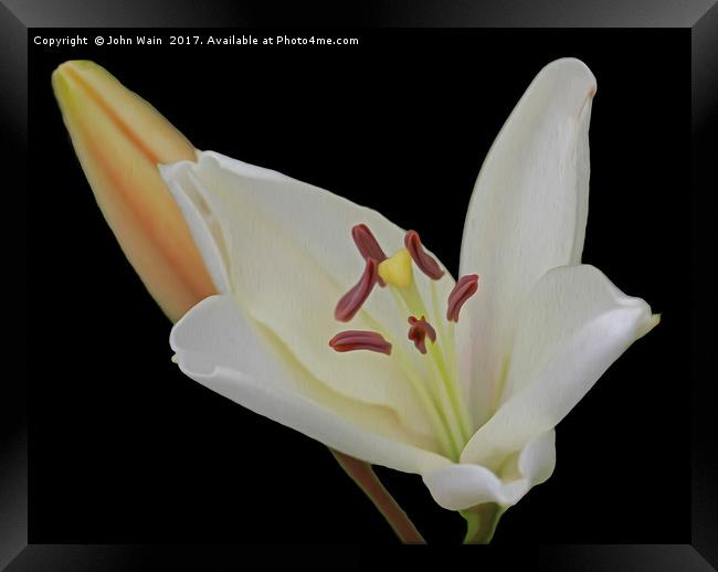 White Lily and Bud (Digital Art) Framed Print by John Wain