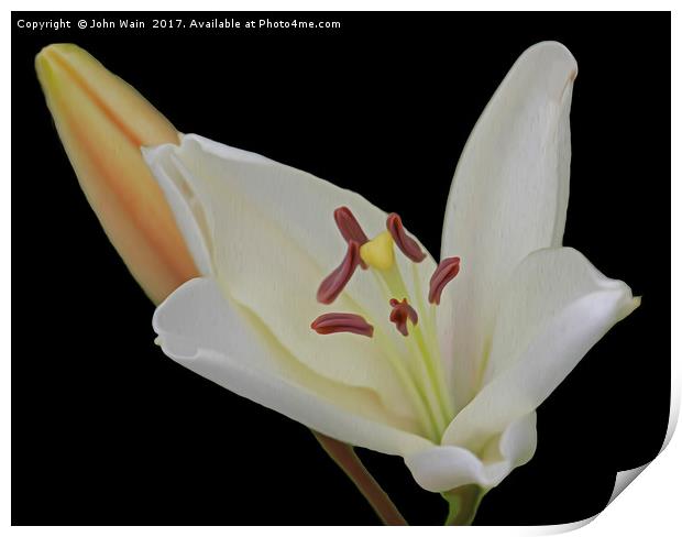 White Lily and Bud (Digital Art) Print by John Wain