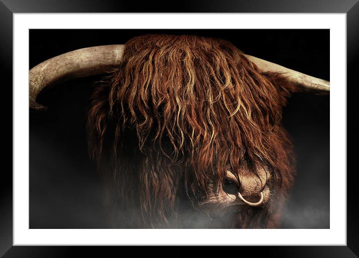 West highland cow Framed Mounted Print by Robert Fielding