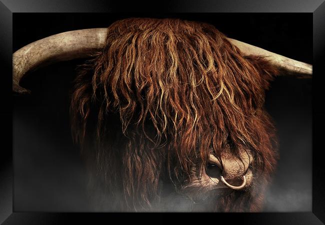 West highland cow Framed Print by Robert Fielding