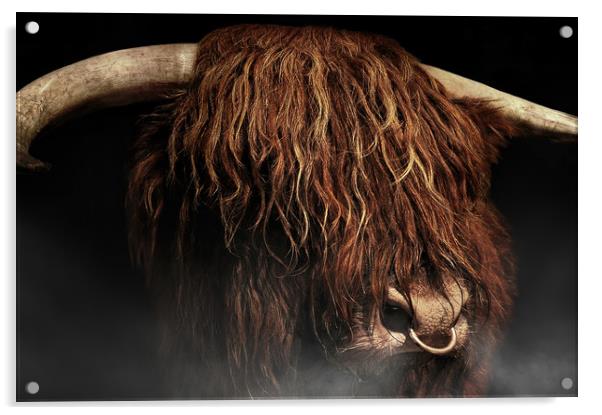 West highland cow Acrylic by Robert Fielding