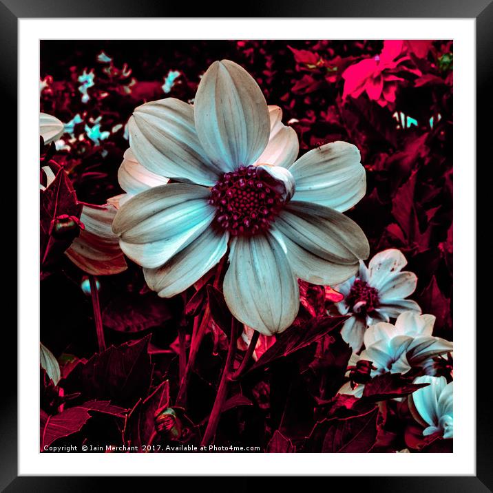 Red Floral Abstract Framed Mounted Print by Iain Merchant