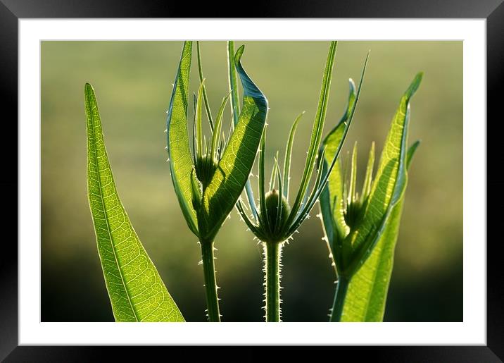 Teasels at Dawn                                Framed Mounted Print by John Iddles