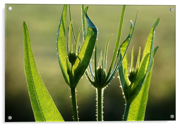 Teasels at Dawn                                Acrylic by John Iddles