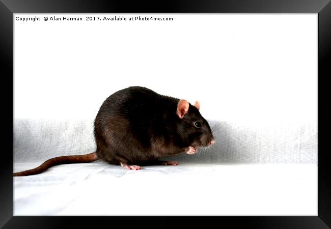 Rat Framed Print by Alan Harman