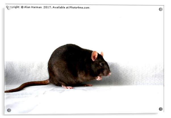 Rat Acrylic by Alan Harman