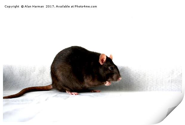 Rat Print by Alan Harman