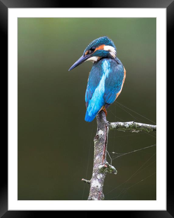 Kingfisher Framed Mounted Print by Chantal Cooper