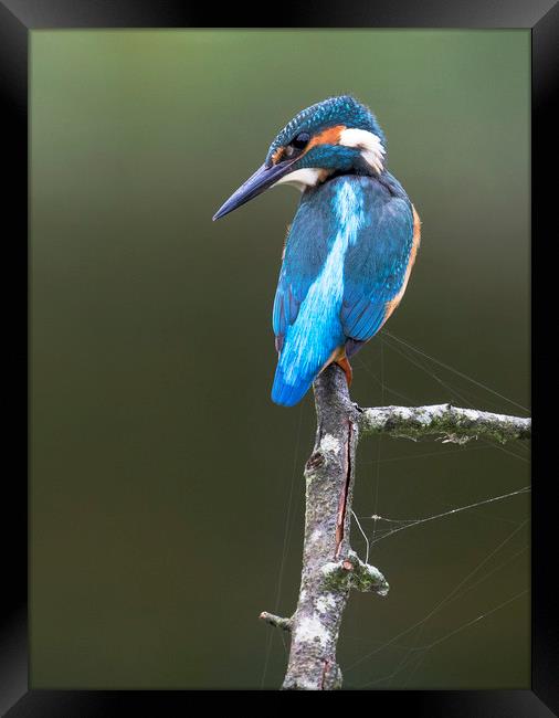 Kingfisher Framed Print by Chantal Cooper