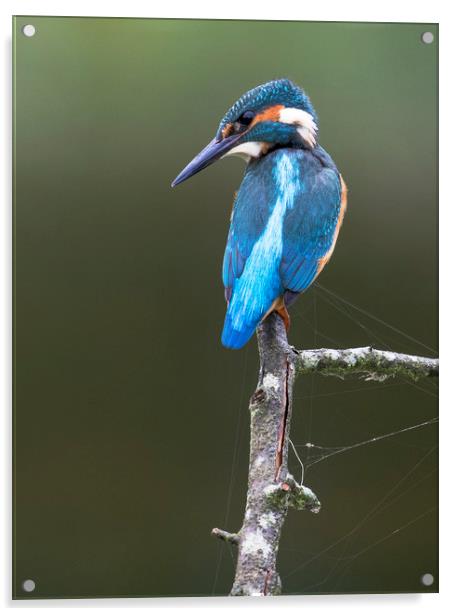 Kingfisher Acrylic by Chantal Cooper
