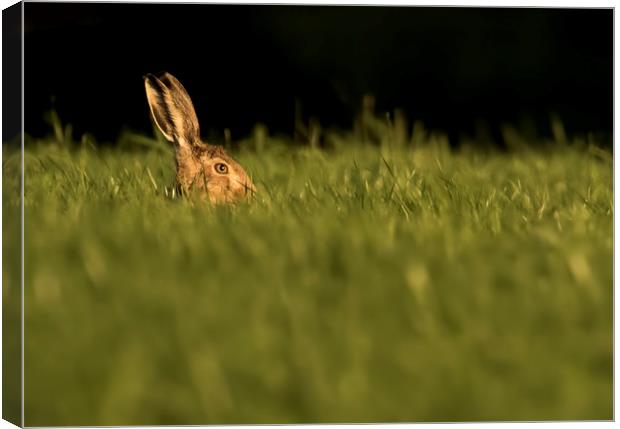 Hare in the Grass Canvas Print by Chantal Cooper
