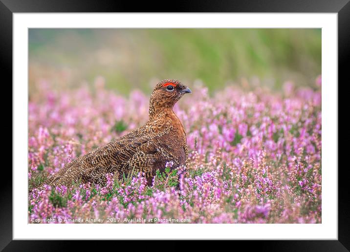 Glorious Grouse Framed Mounted Print by AMANDA AINSLEY