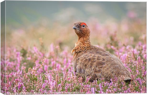 Red Grouse on Moorland Canvas Print by AMANDA AINSLEY