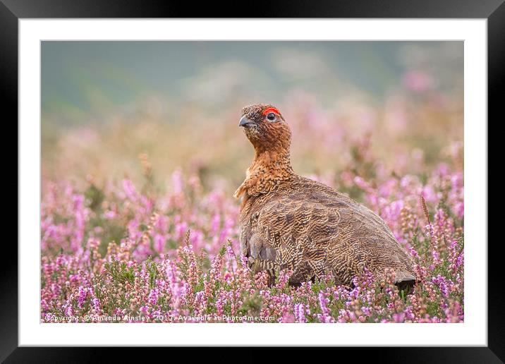 Red Grouse on Moorland Framed Mounted Print by AMANDA AINSLEY