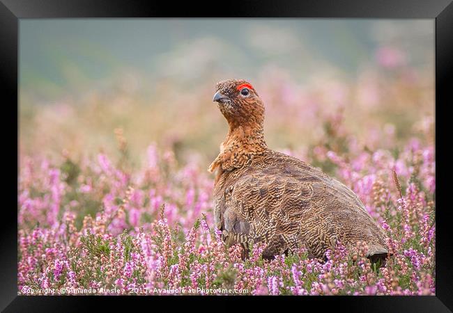 Red Grouse on Moorland Framed Print by AMANDA AINSLEY