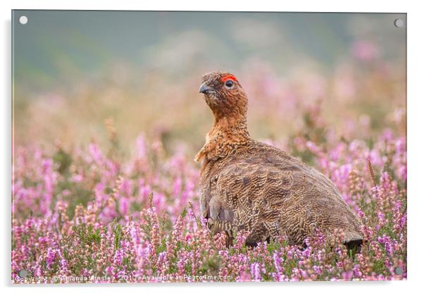 Red Grouse on Moorland Acrylic by AMANDA AINSLEY