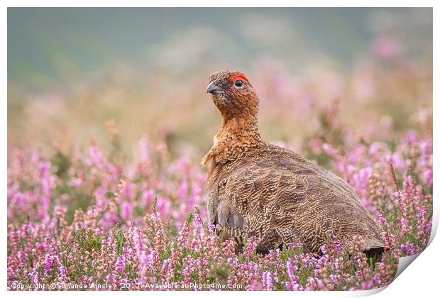 Red Grouse on Moorland Print by AMANDA AINSLEY