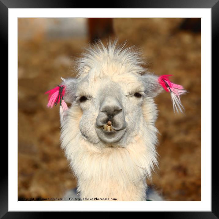 Smiling llama portrait Framed Mounted Print by James Brunker