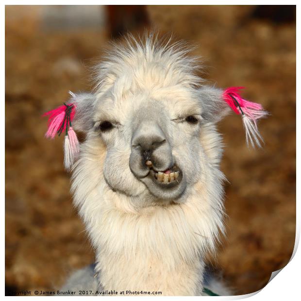Laughing llama portrait Print by James Brunker