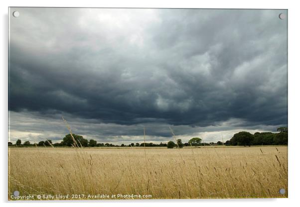 Stormy Cornfield Acrylic by Sally Lloyd