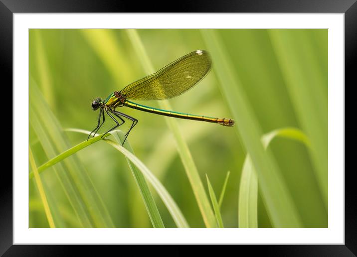 Resting Dragonfly on Blade of Grass Framed Mounted Print by Chantal Cooper