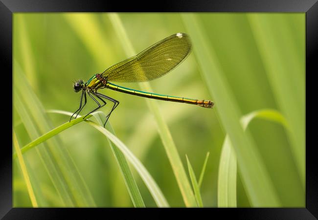 Resting Dragonfly on Blade of Grass Framed Print by Chantal Cooper