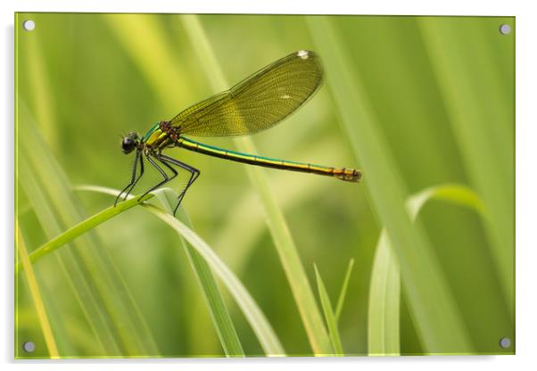 Resting Dragonfly on Blade of Grass Acrylic by Chantal Cooper