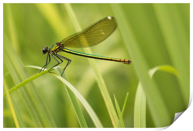 Resting Dragonfly on Blade of Grass Print by Chantal Cooper
