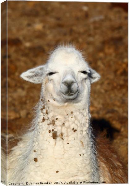 A Wise Old Llama Canvas Print by James Brunker