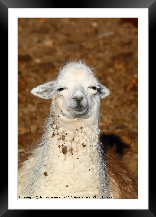 A Wise Old Llama Framed Mounted Print by James Brunker