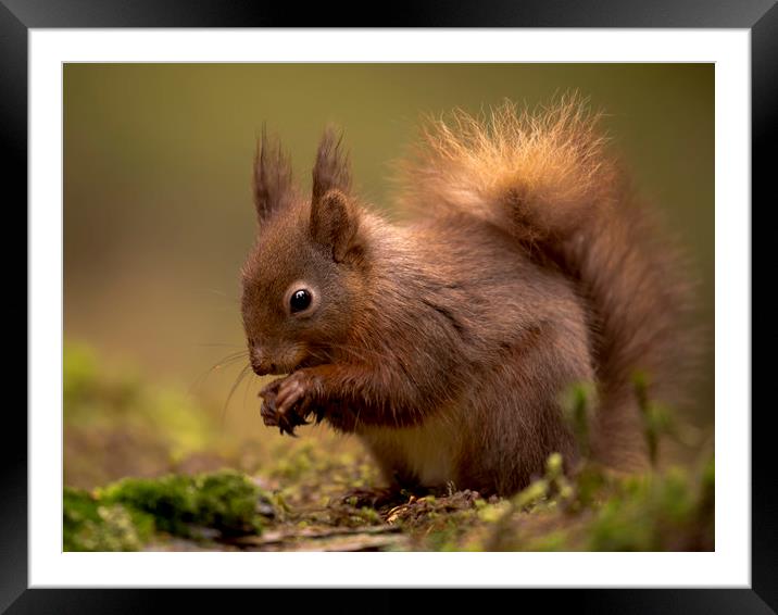 Red Squirrel Framed Mounted Print by Chantal Cooper