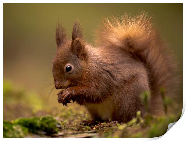 Red Squirrel Print by Chantal Cooper