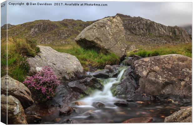 Snowdonia Heather Canvas Print by Dan Davidson