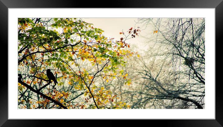 Bird on the wrong side Framed Mounted Print by Nick Sayce
