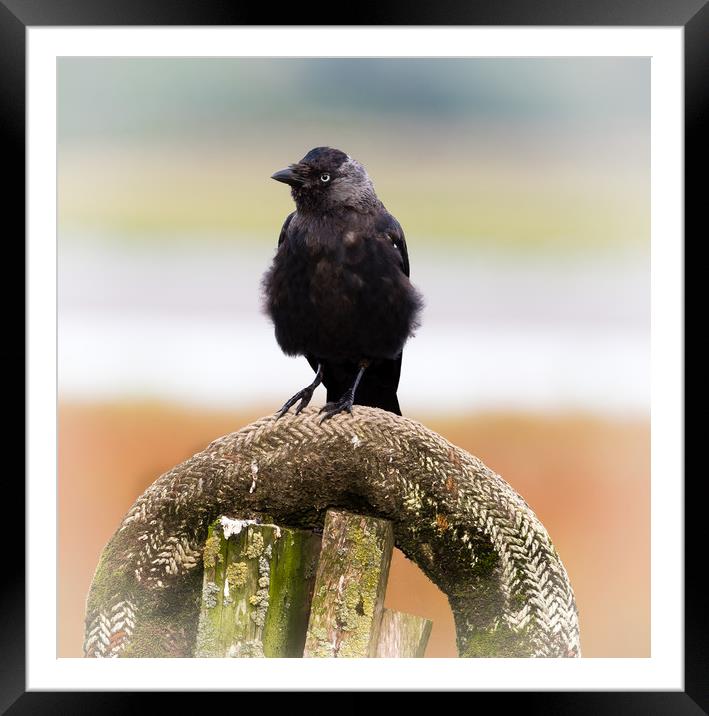 Jackdaw on the Shore. Framed Mounted Print by Colin Allen