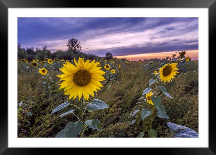 Sunflowers Framed Mounted Print by Tony Bates