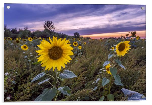 Sunflowers Acrylic by Tony Bates