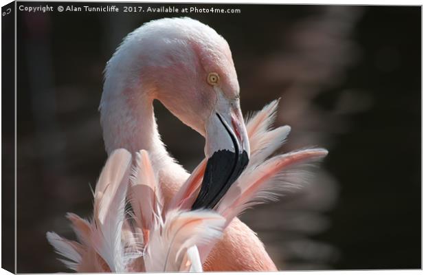 Chilean flamingo Canvas Print by Alan Tunnicliffe