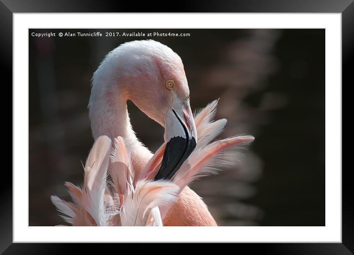 Chilean flamingo Framed Mounted Print by Alan Tunnicliffe