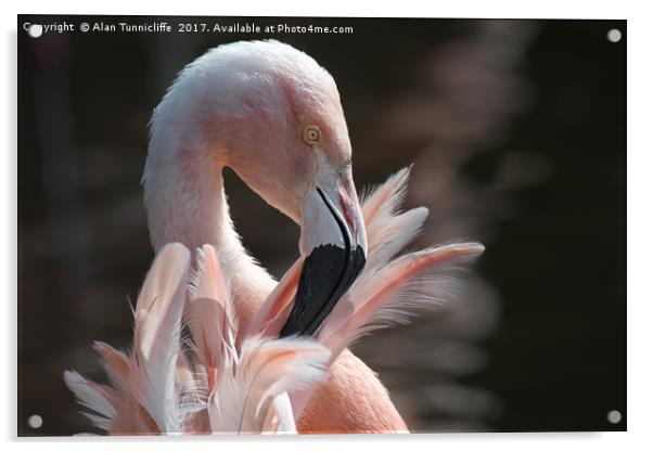 Chilean flamingo Acrylic by Alan Tunnicliffe