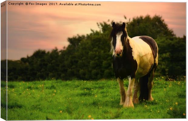 Horse in Dusk Canvas Print by Derrick Fox Lomax