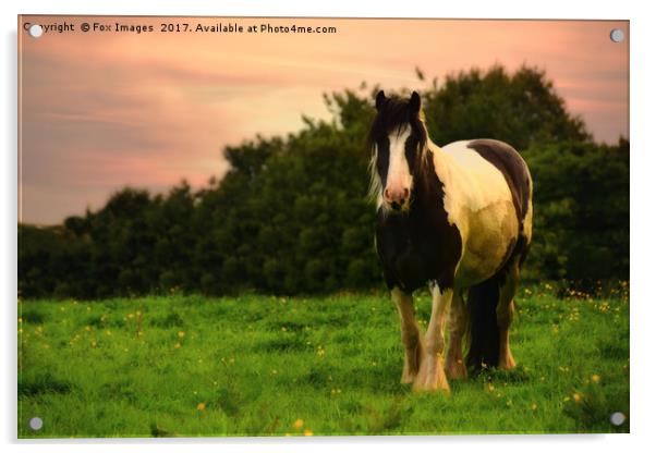 Horse in Dusk Acrylic by Derrick Fox Lomax
