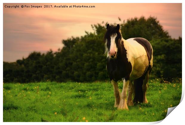 Horse in Dusk Print by Derrick Fox Lomax