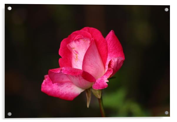 Budding Rose Acrylic by J Hartley