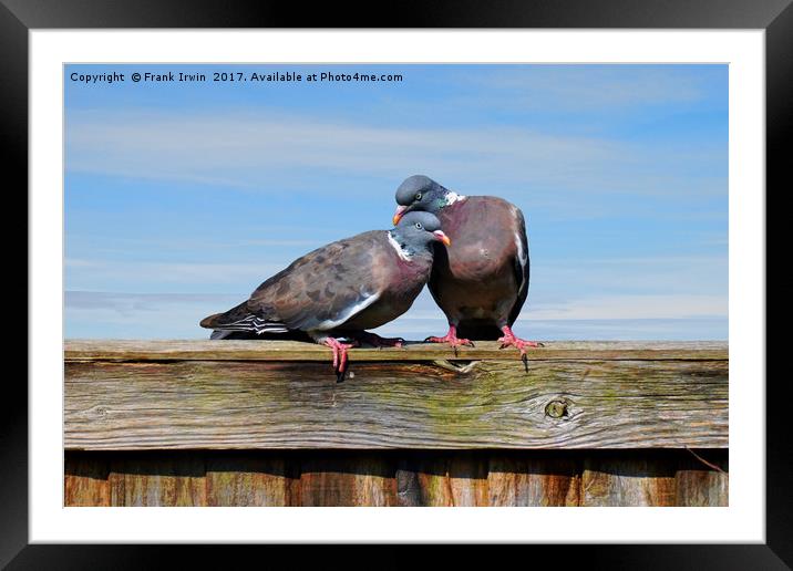 "Canoodling" woodpidgeons Framed Mounted Print by Frank Irwin