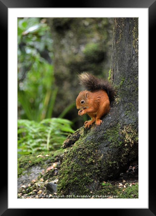 Red Squirrel  Framed Mounted Print by Neil Ravenscroft